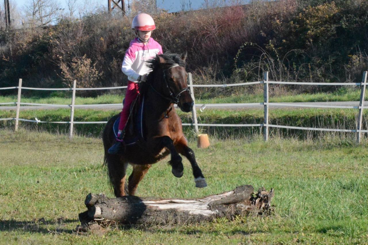 Mare Other Pony Breed For sale 2020 Bay