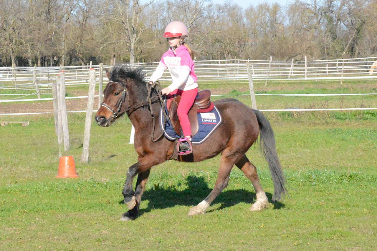 Mare Other Pony Breed For sale 2020 Bay