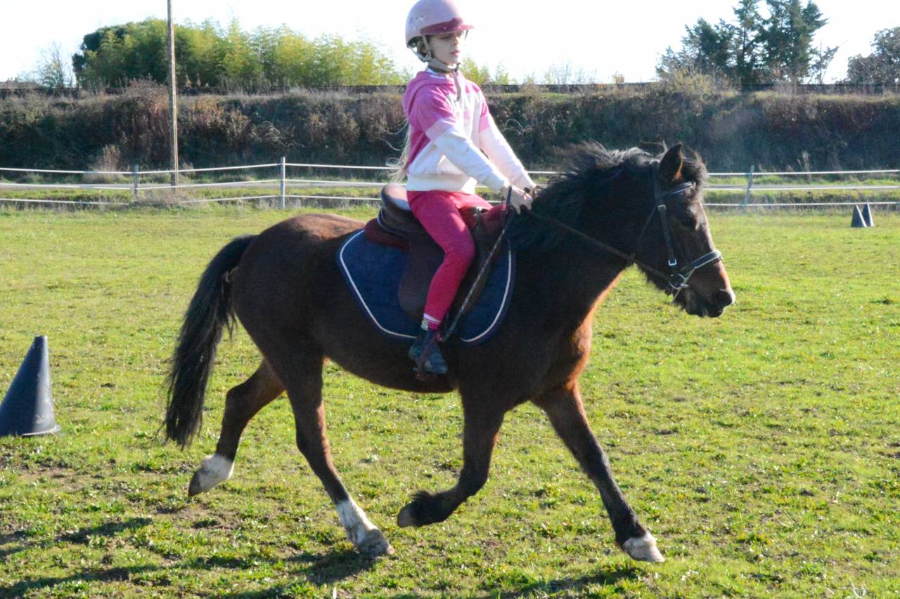 Mare Other Pony Breed For sale 2020 Bay