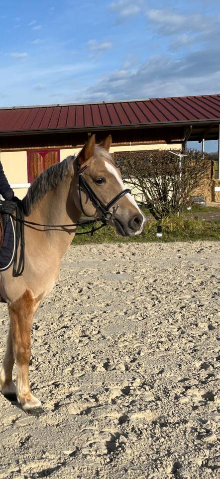 Gelding French Saddle Pony For sale 2021 Other color