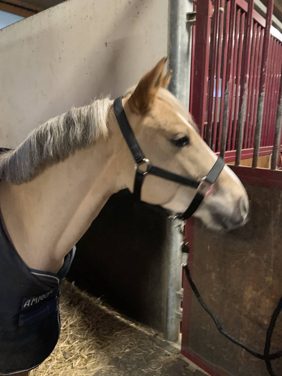 Gelding French Saddle Pony For sale 2021 Other color
