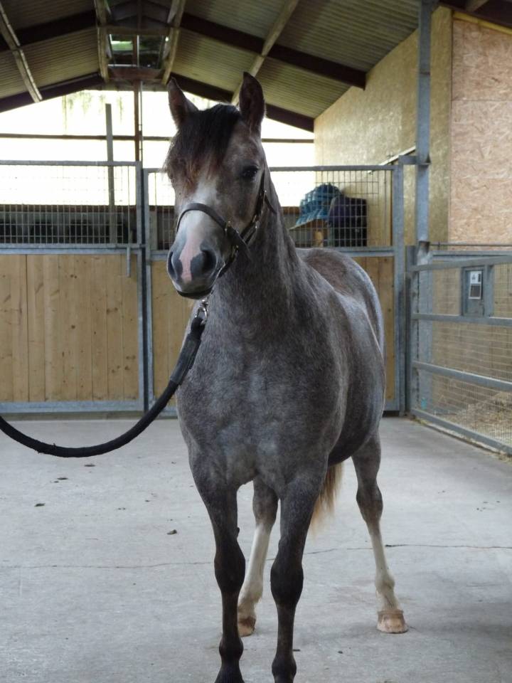 Filly Welsh Pony (Section A) For sale 2024 Grey
