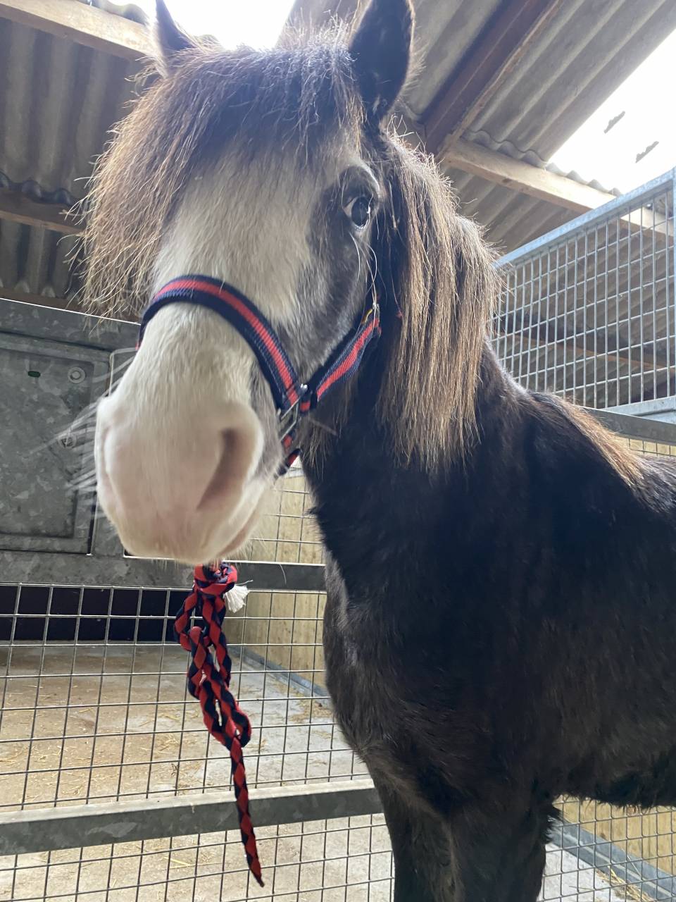 Mare No Origin Recorded For sale 2017 Grey