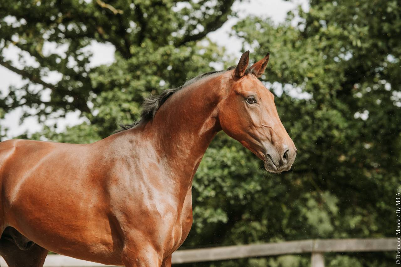 Gelding Other Horse Breed For sale 2022 Bay