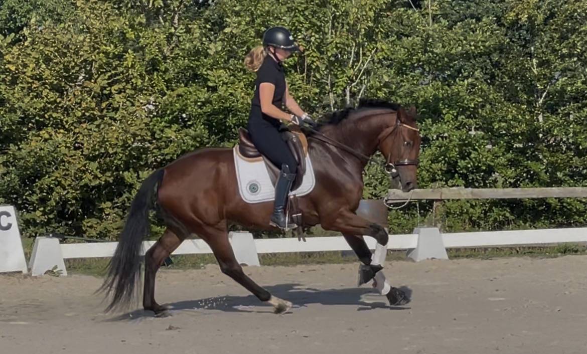 Gelding Other Horse Breed For sale 2022 Bay