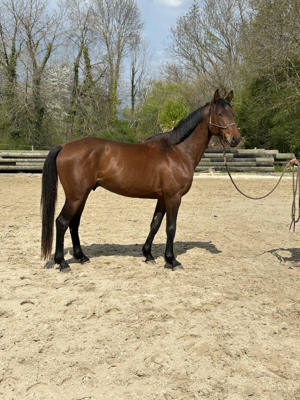 Gelding Swiss Half Blood For sale 2021 Bay