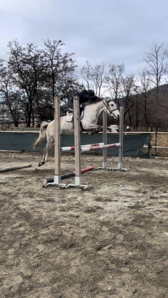 Mare Connemara For sale 2015 Grey