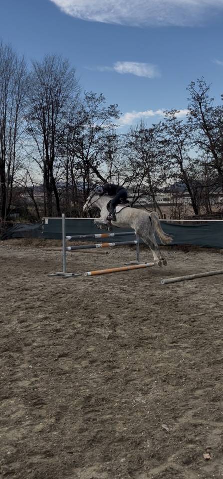 Mare Connemara For sale 2015 Grey