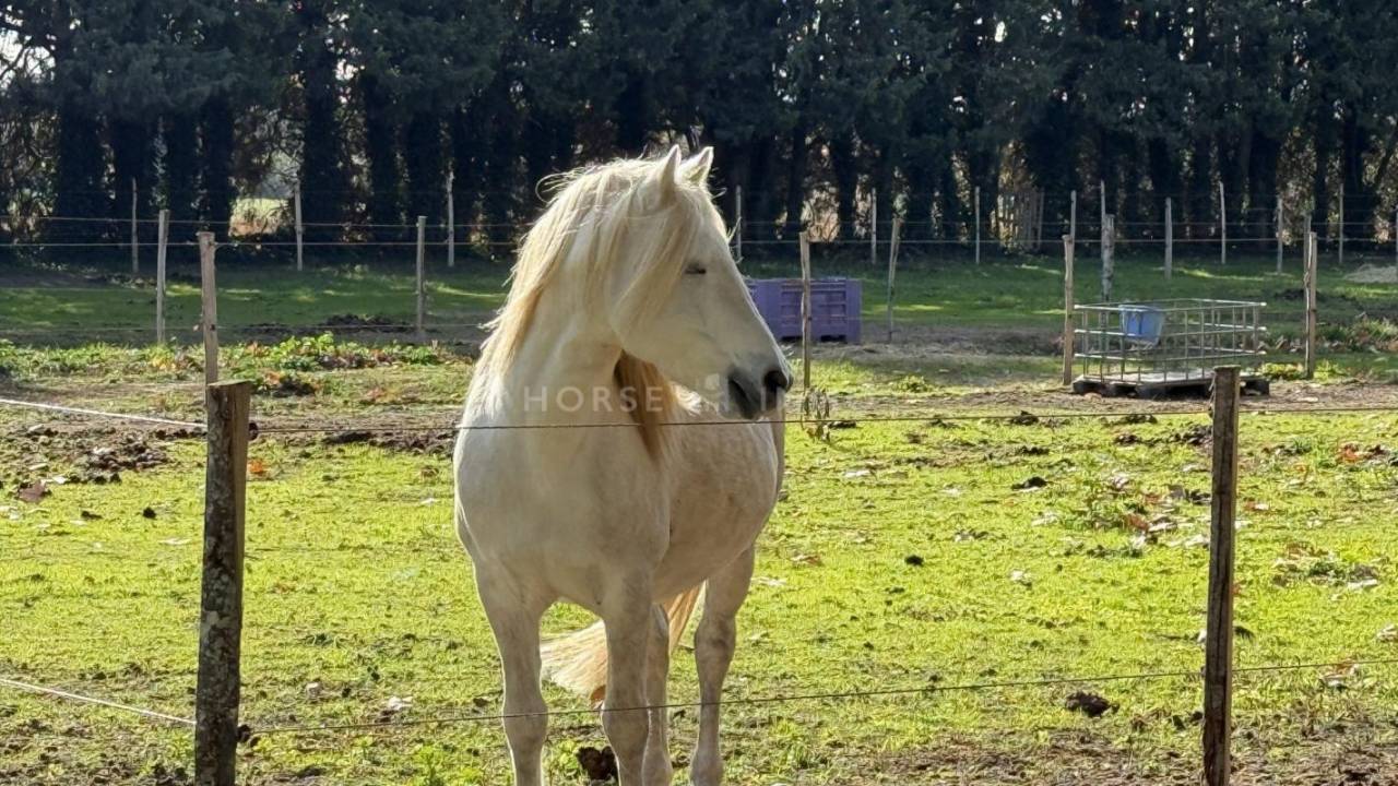 Equestrian property  Gard