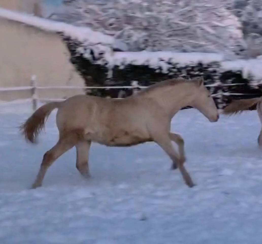 Colt PRE Pure Spanish Bred For sale 2025 Cream