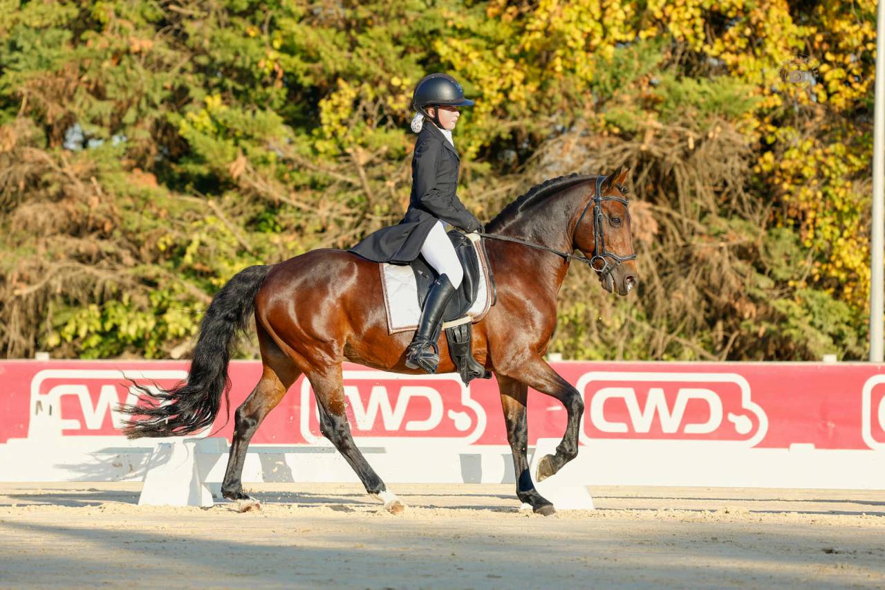 Stallion French Saddle Pony For loan 2011 Bay