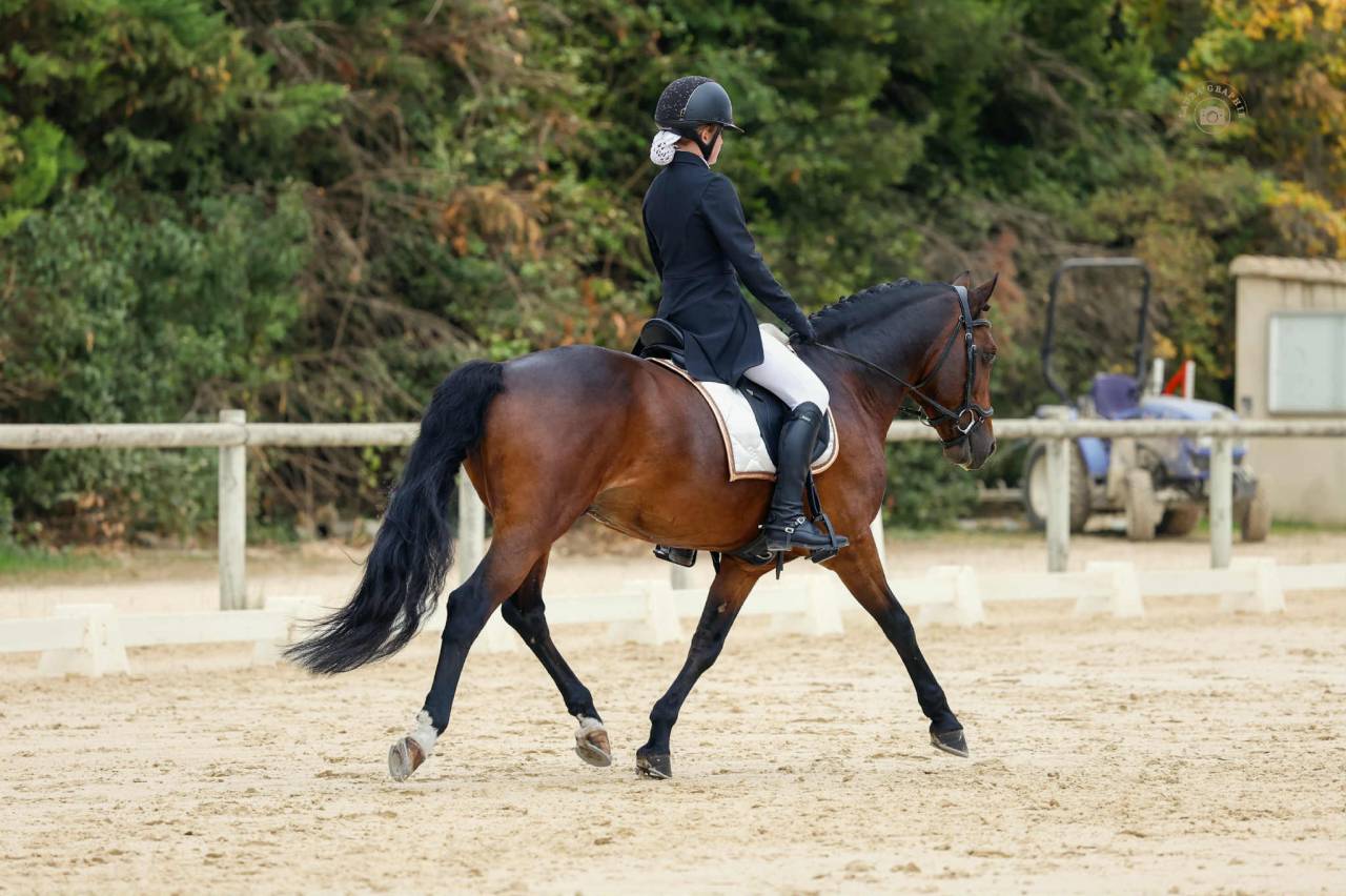 Stallion French Saddle Pony For loan 2011 Bay