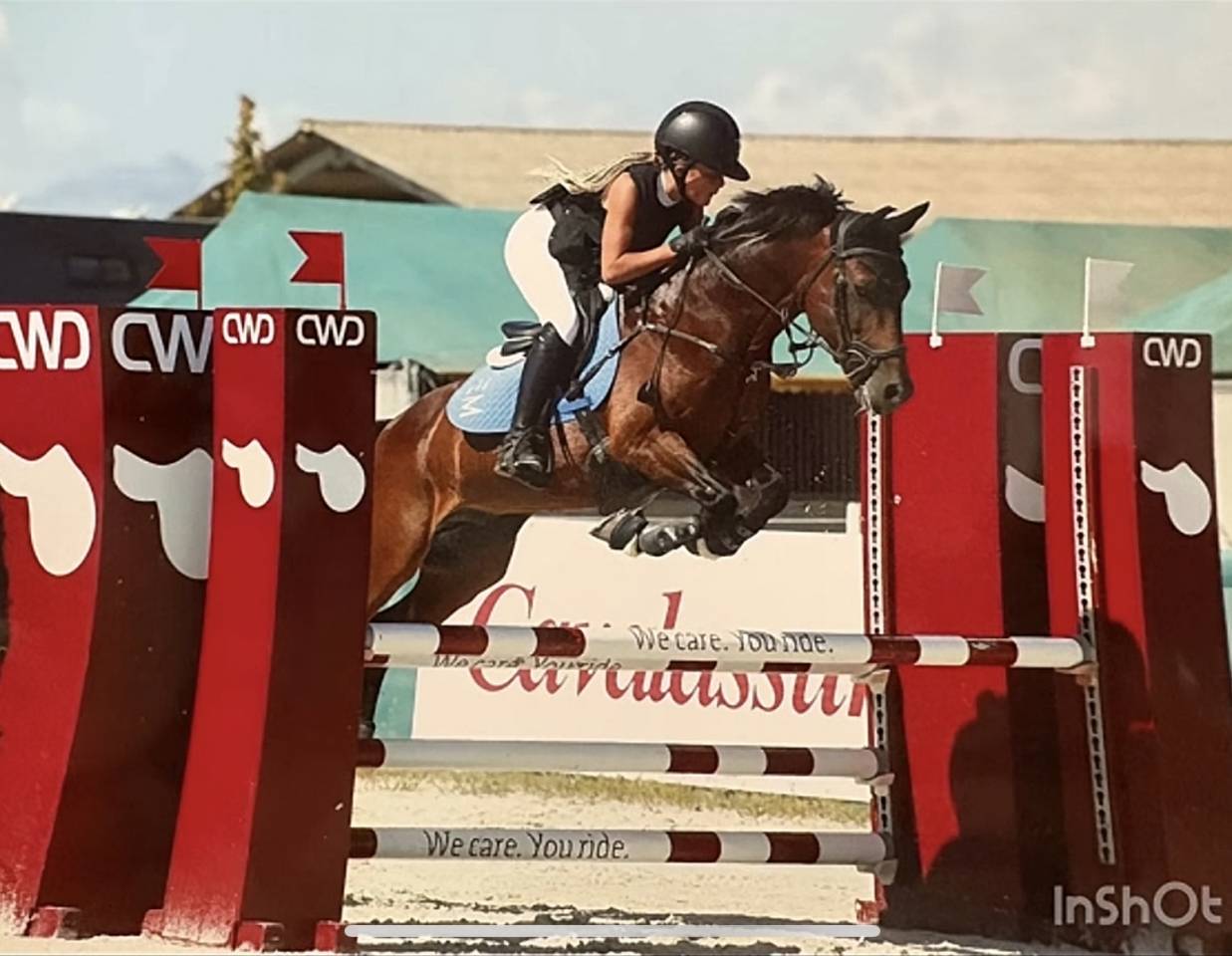 Stallion French Saddle Pony For loan 2011 Bay