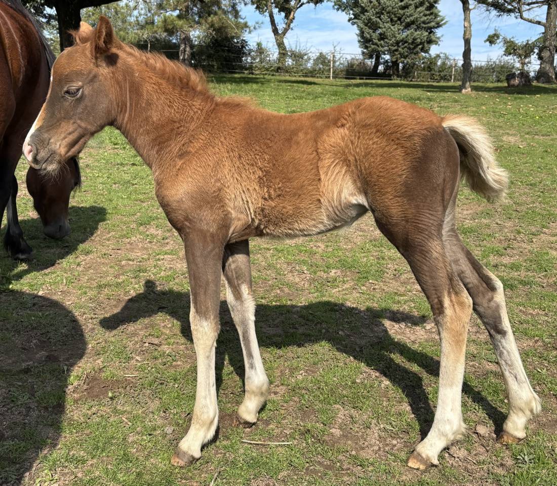 Mare French Saddle Pony For sale 2025 Liver chestnut