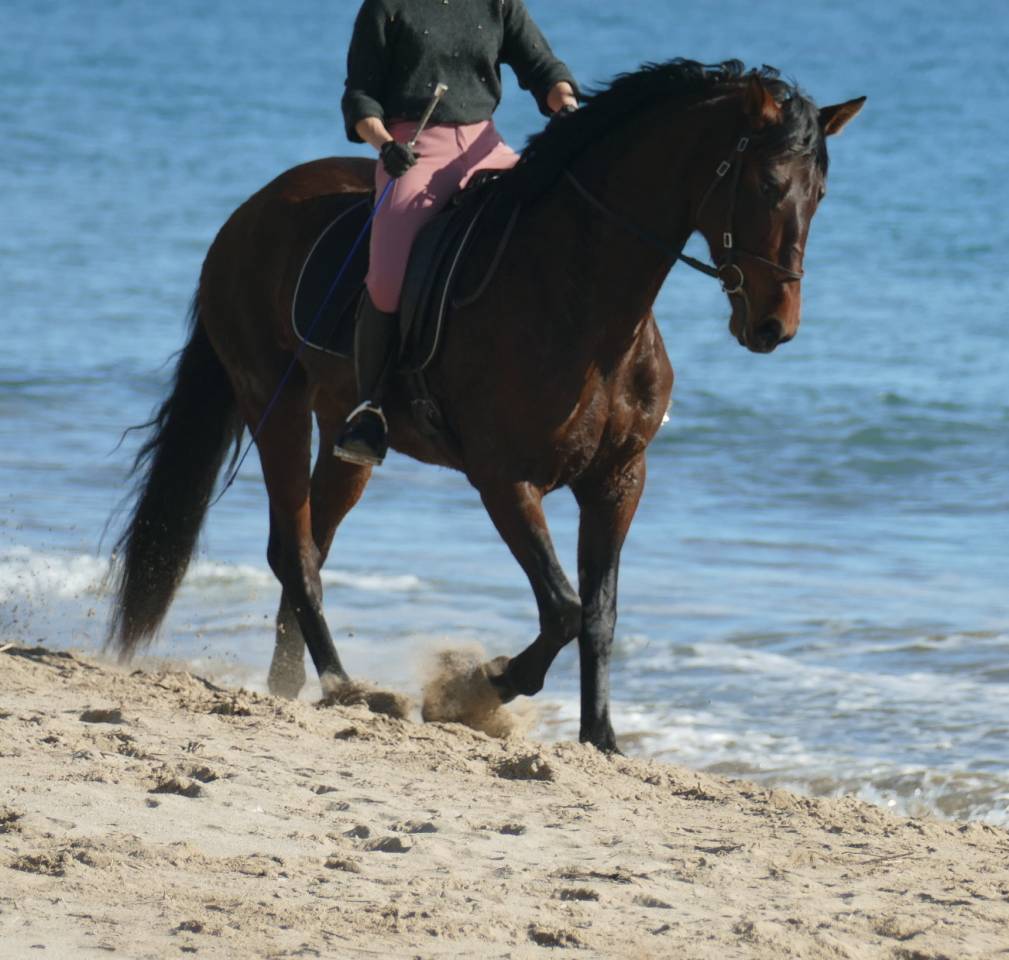 Mare PRE Pure Spanish Bred For sale 2021 Dark Bay
