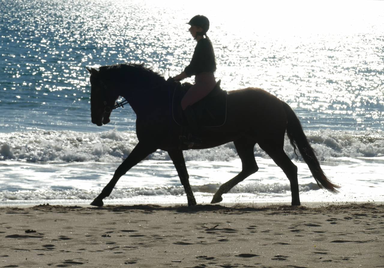 Mare PRE Pure Spanish Bred For sale 2021 Dark Bay