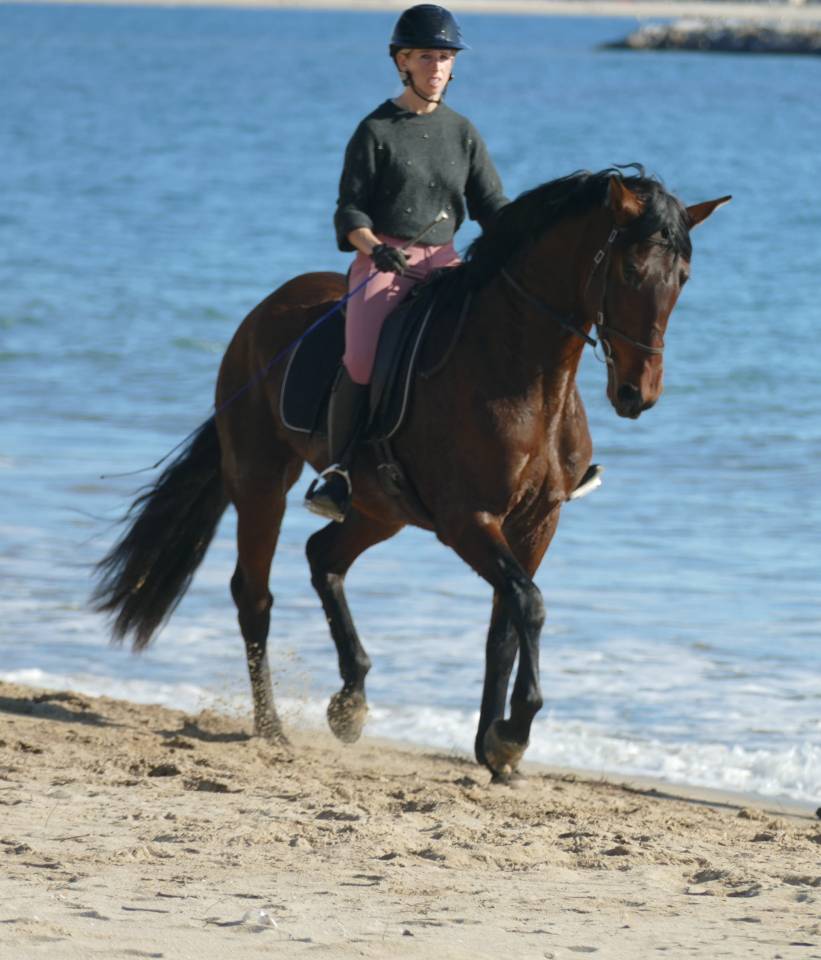 Mare PRE Pure Spanish Bred For sale 2021 Dark Bay