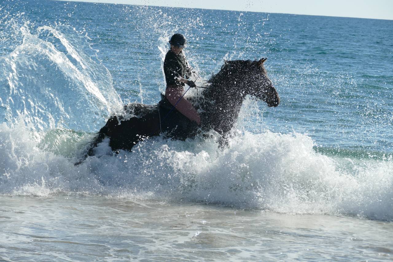 Mare PRE Pure Spanish Bred For sale 2021 Dark Bay