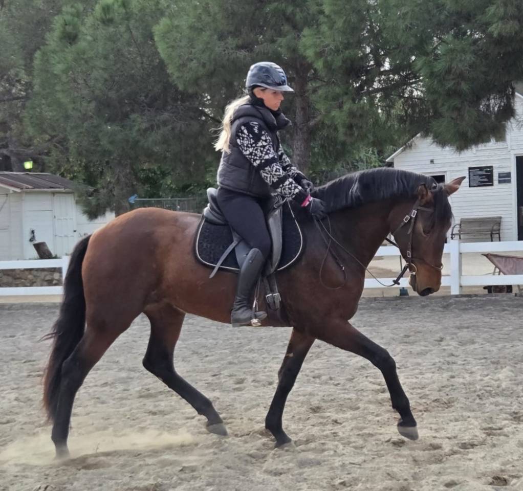Mare PRE Pure Spanish Bred For sale 2021 Dark Bay