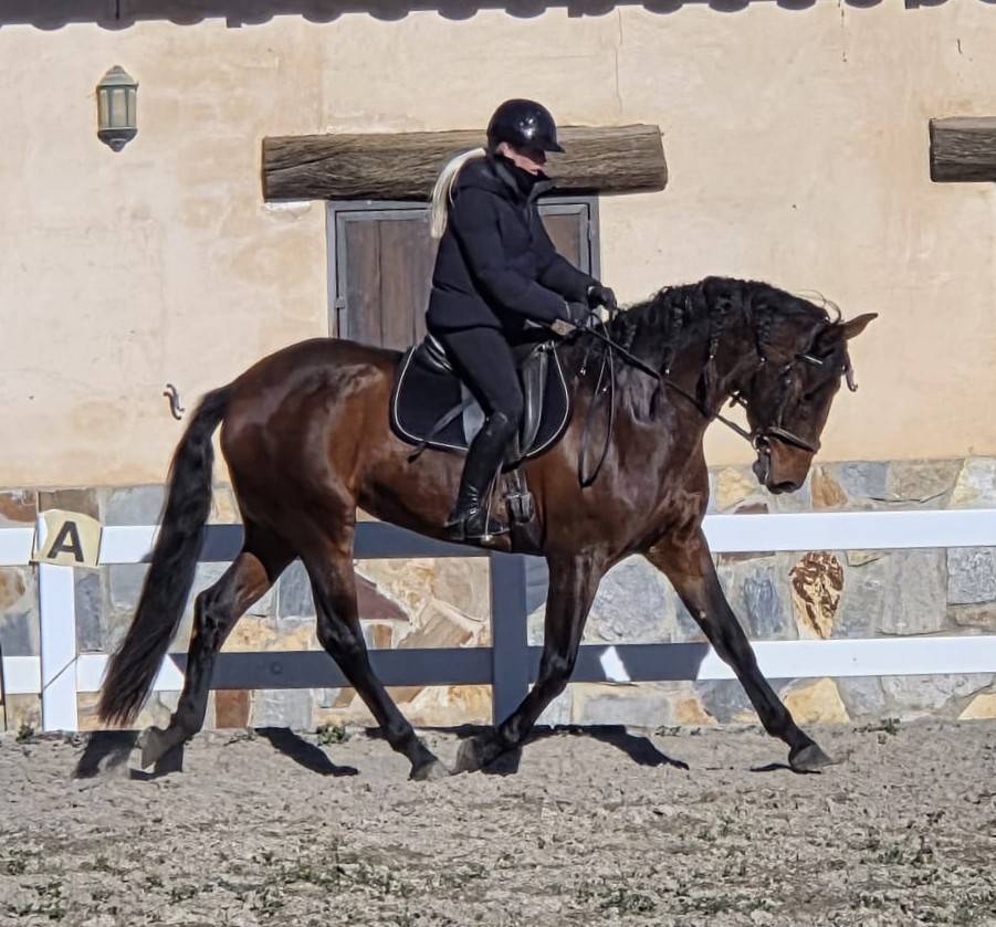 Mare PRE Pure Spanish Bred For sale 2021 Dark Bay