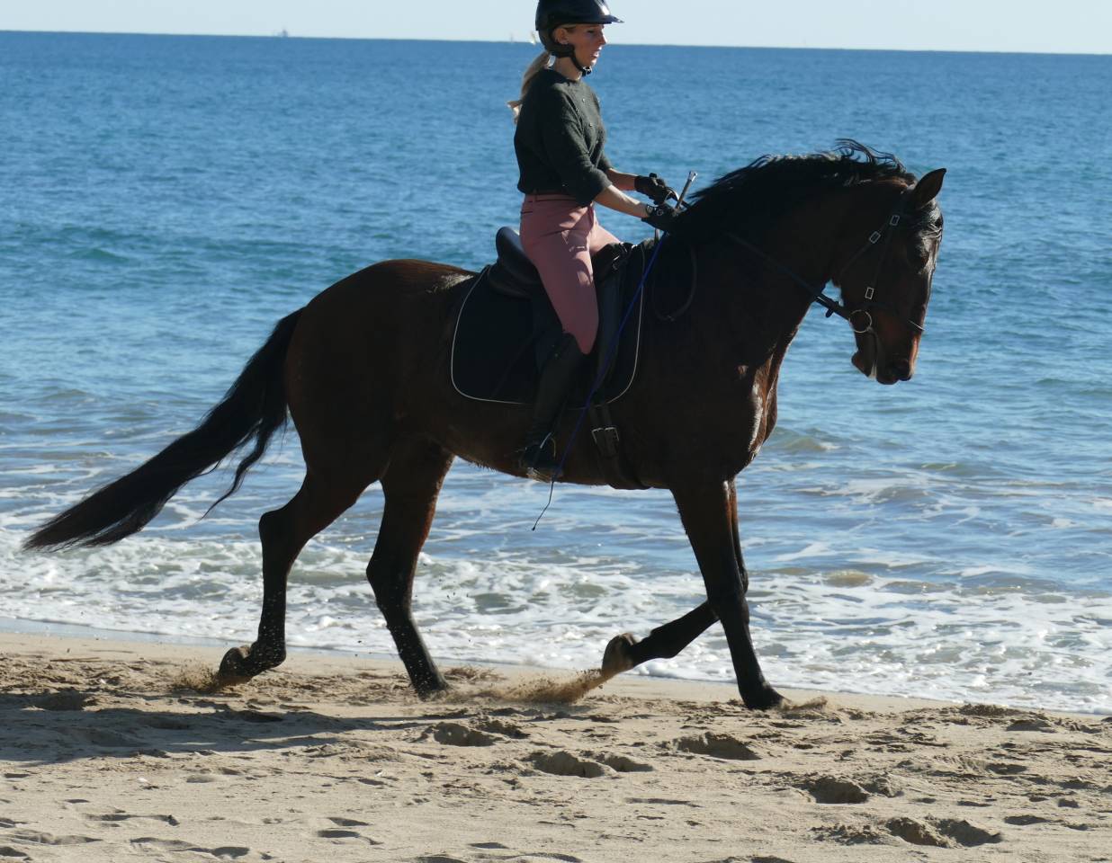 Mare PRE Pure Spanish Bred For sale 2021 Dark Bay