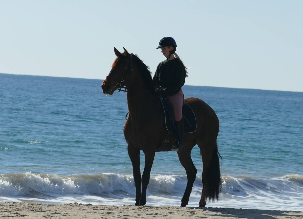 Mare PRE Pure Spanish Bred For sale 2021 Dark Bay