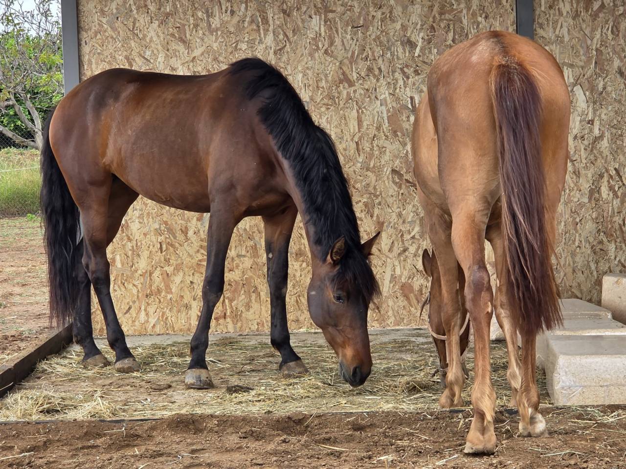 Mare PRE Pure Spanish Bred For sale 2021 Dark Bay
