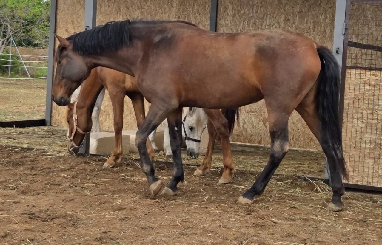 Mare PRE Pure Spanish Bred For sale 2021 Dark Bay