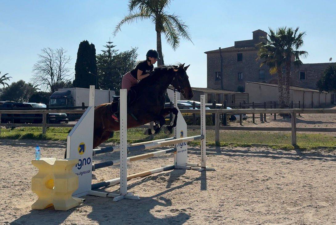 Mare PRE Pure Spanish Bred For sale 2021 Dark Bay