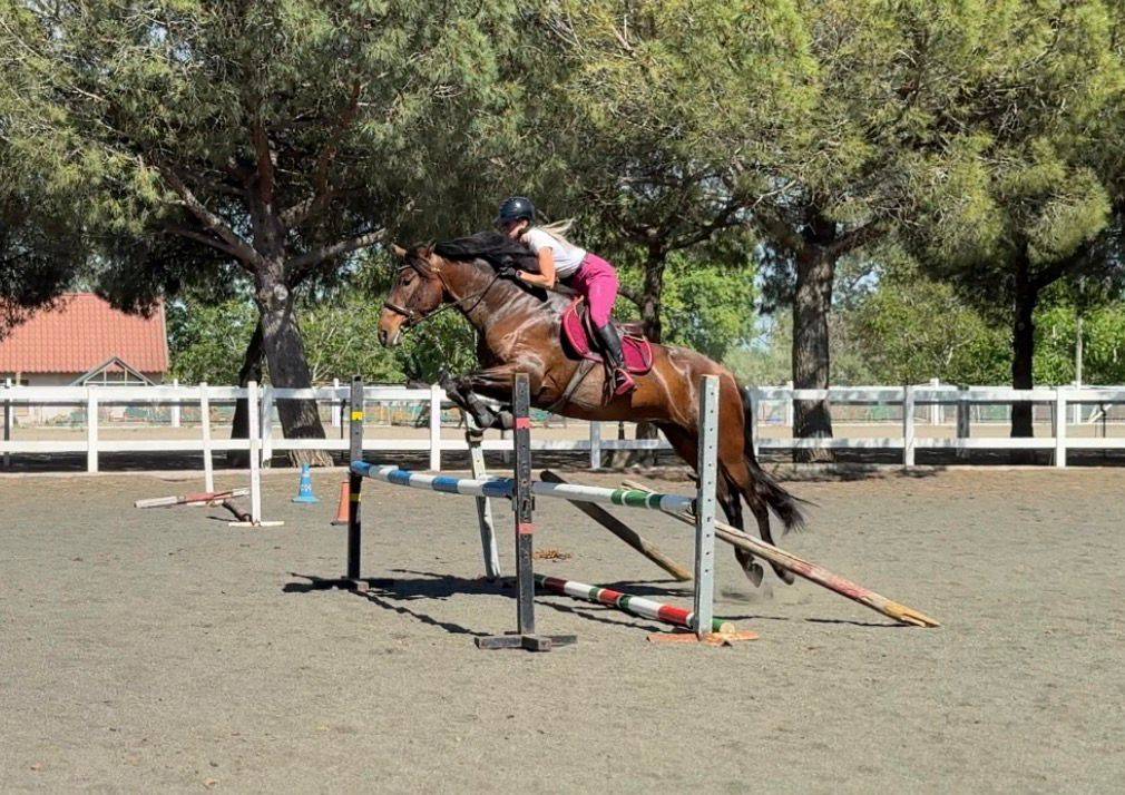 Mare PRE Pure Spanish Bred For sale 2021 Dark Bay