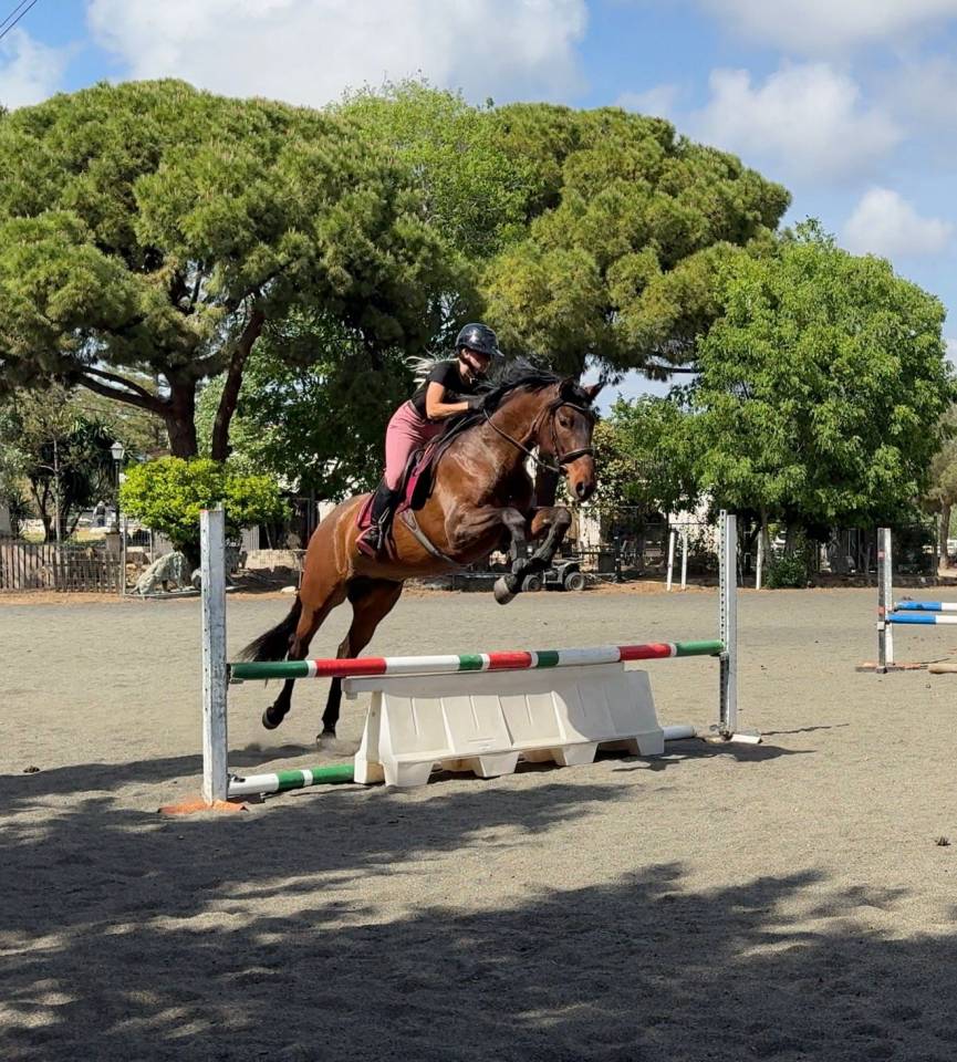 Mare PRE Pure Spanish Bred For sale 2021 Dark Bay