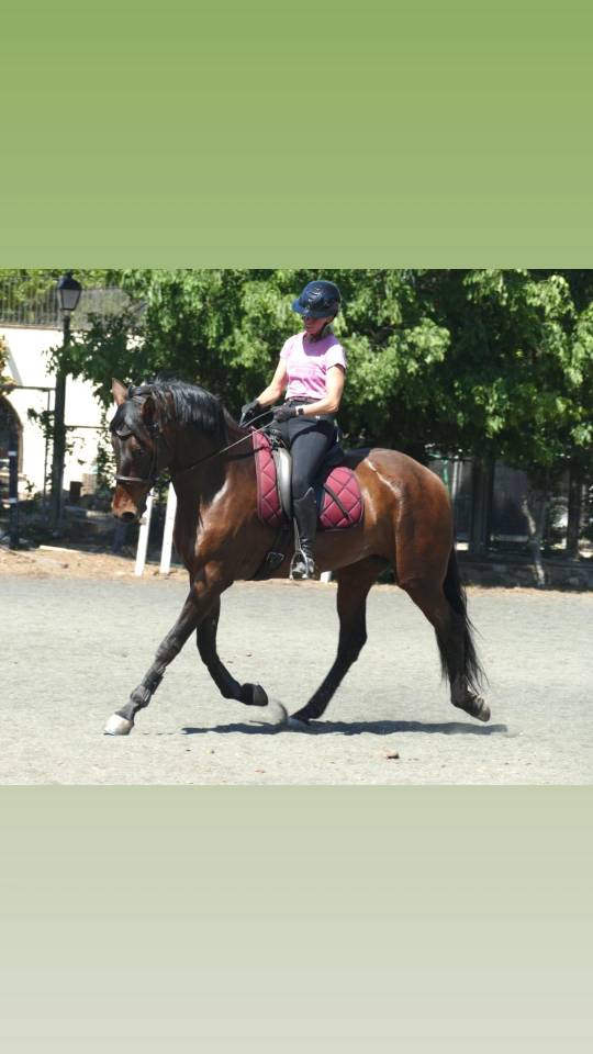 Mare PRE Pure Spanish Bred For sale 2021 Dark Bay