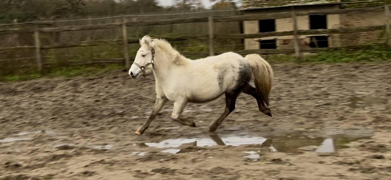 Mare No Origin Recorded For sale 2022 Coloured