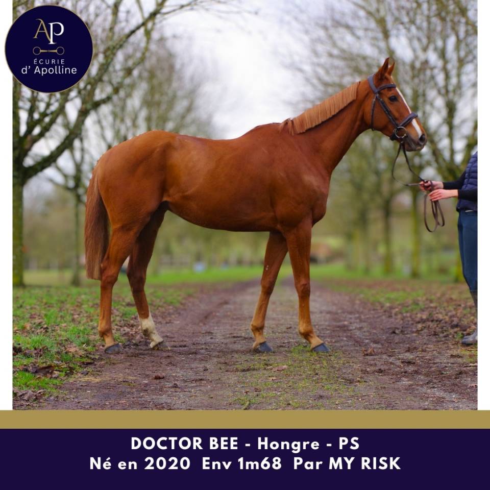 Gelding Thoroughbred For sale 2020 Chesnut