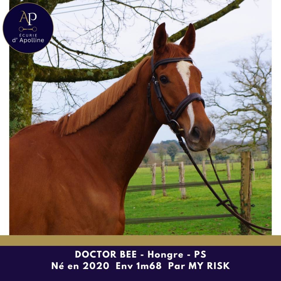 Gelding Thoroughbred For sale 2020 Chesnut