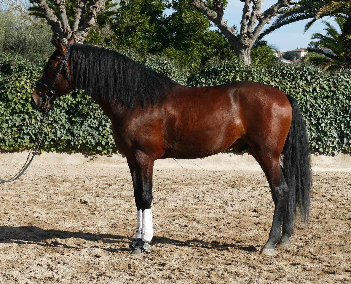 Entire PRE Pure Spanish Bred For sale 2021 Bay