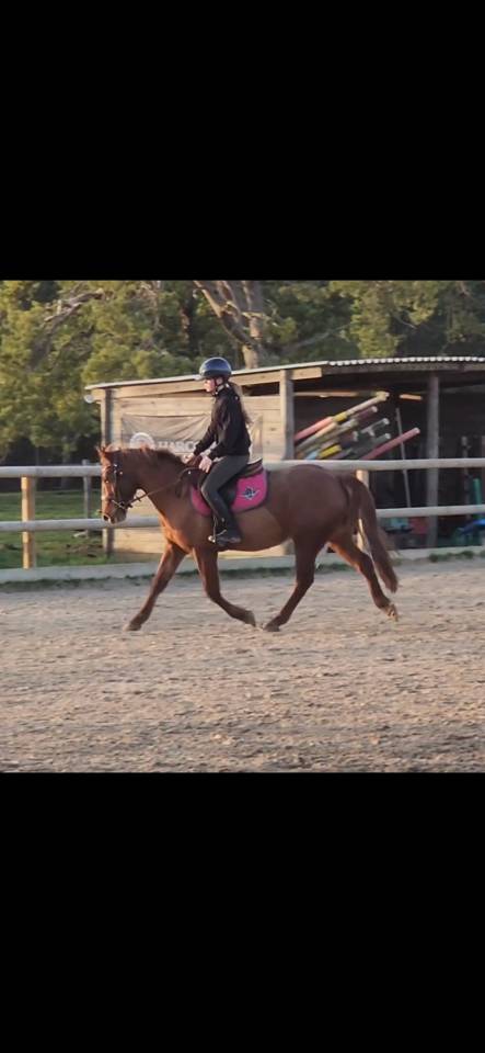 Gelding No Origin Recorded For sale 2021 Liver chestnut