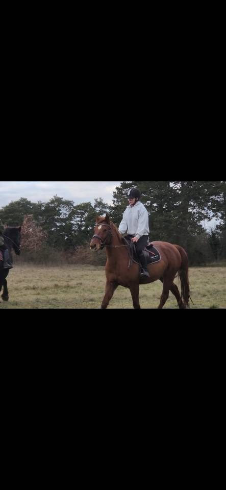 Gelding No Origin Recorded For sale 2021 Liver chestnut