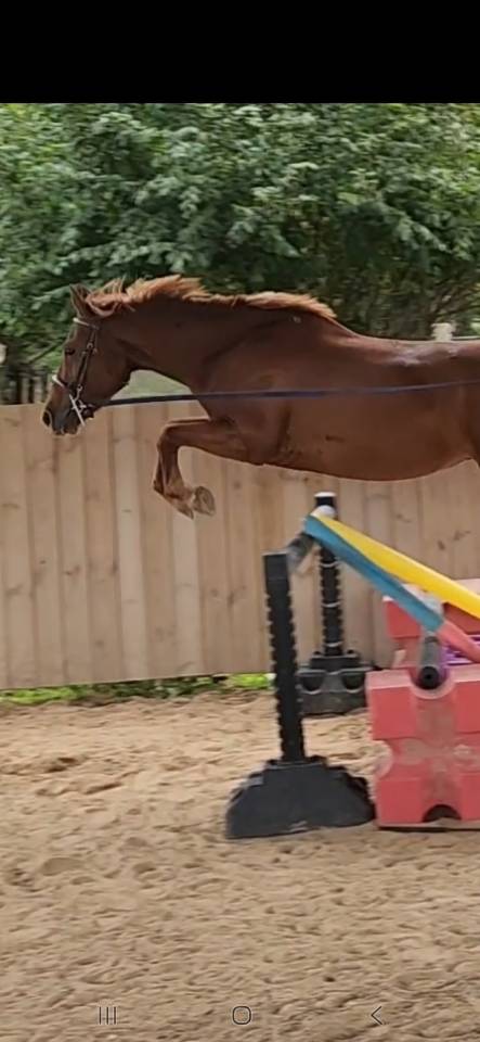 Gelding No Origin Recorded For sale 2021 Liver chestnut