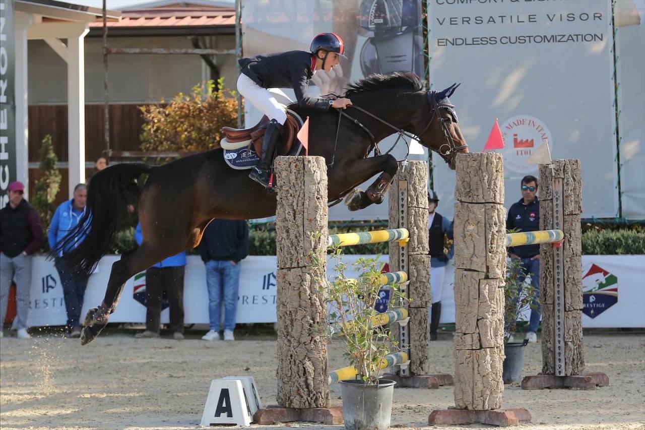 Mare Holsteiner For sale 2011 Bay