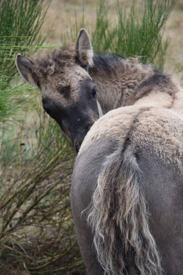 Filly Shetland Pony For sale 2025 Grullo