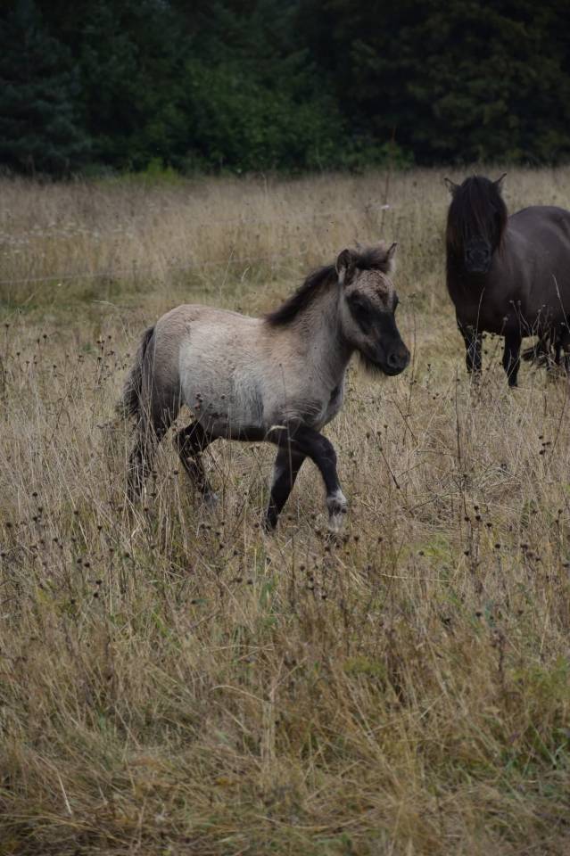 Filly Shetland Pony For sale 2025 Grullo