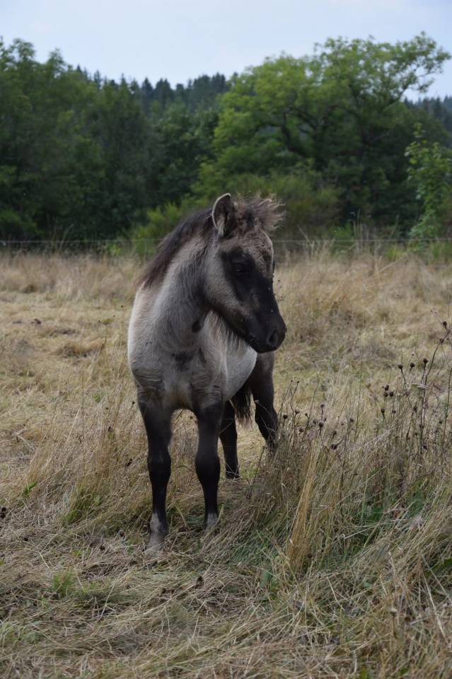 Filly Shetland Pony For sale 2025 Grullo