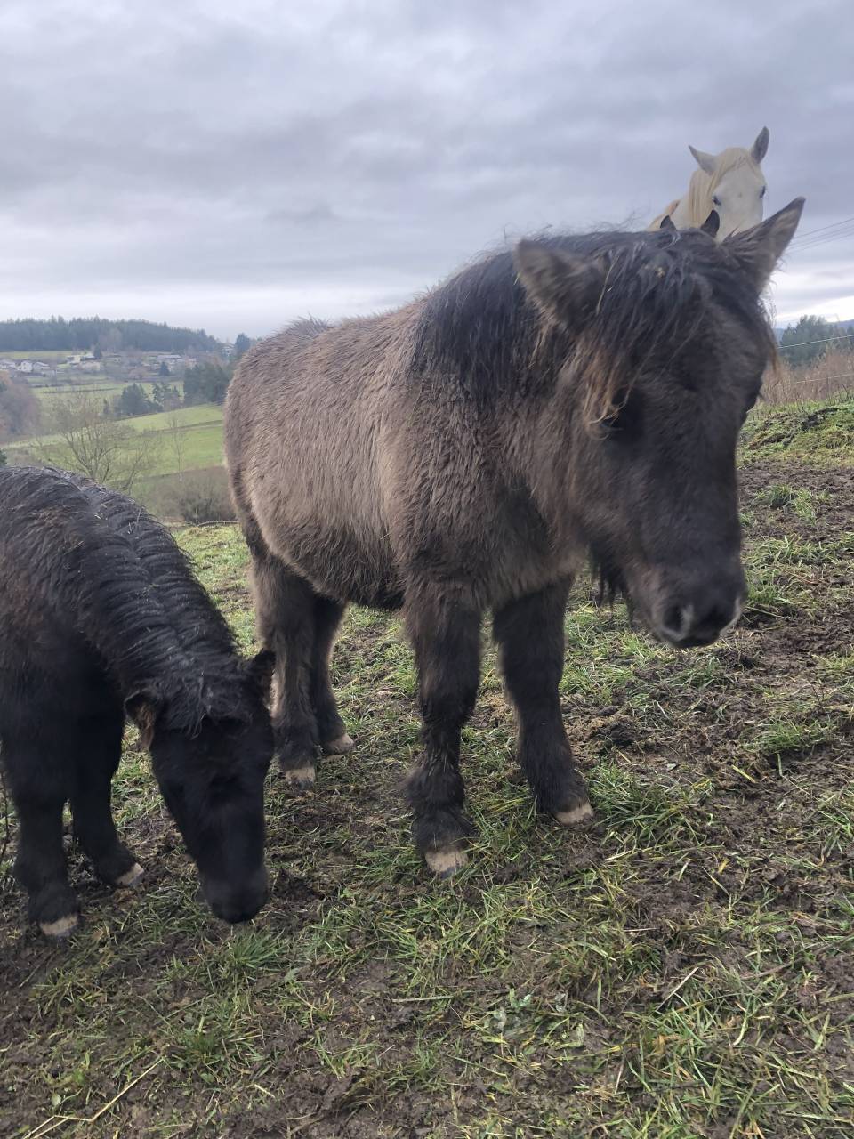 Filly Shetland Pony For sale 2025 Grullo