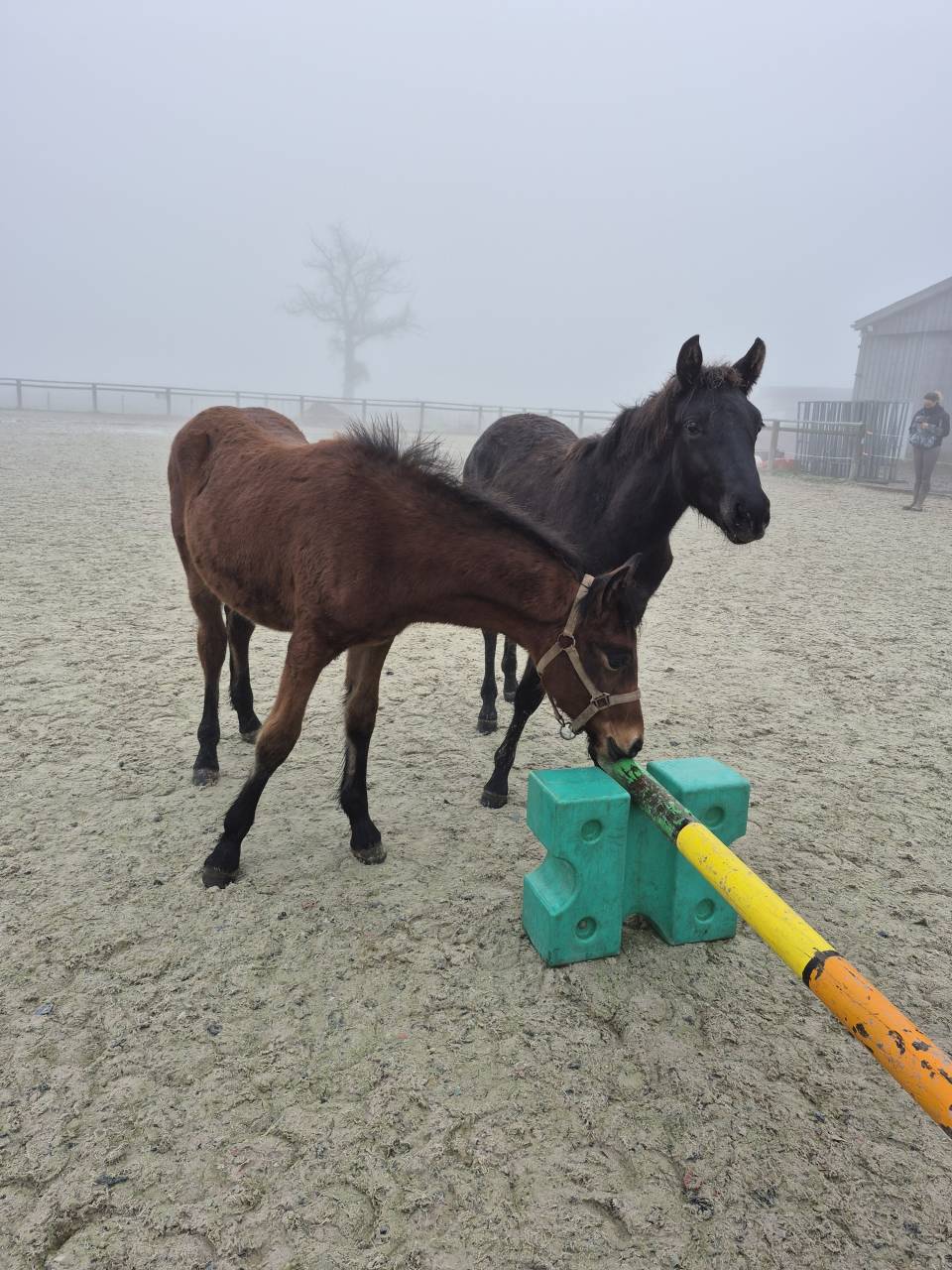 Gelding Welsh Part Bred For sale 2025 Bay