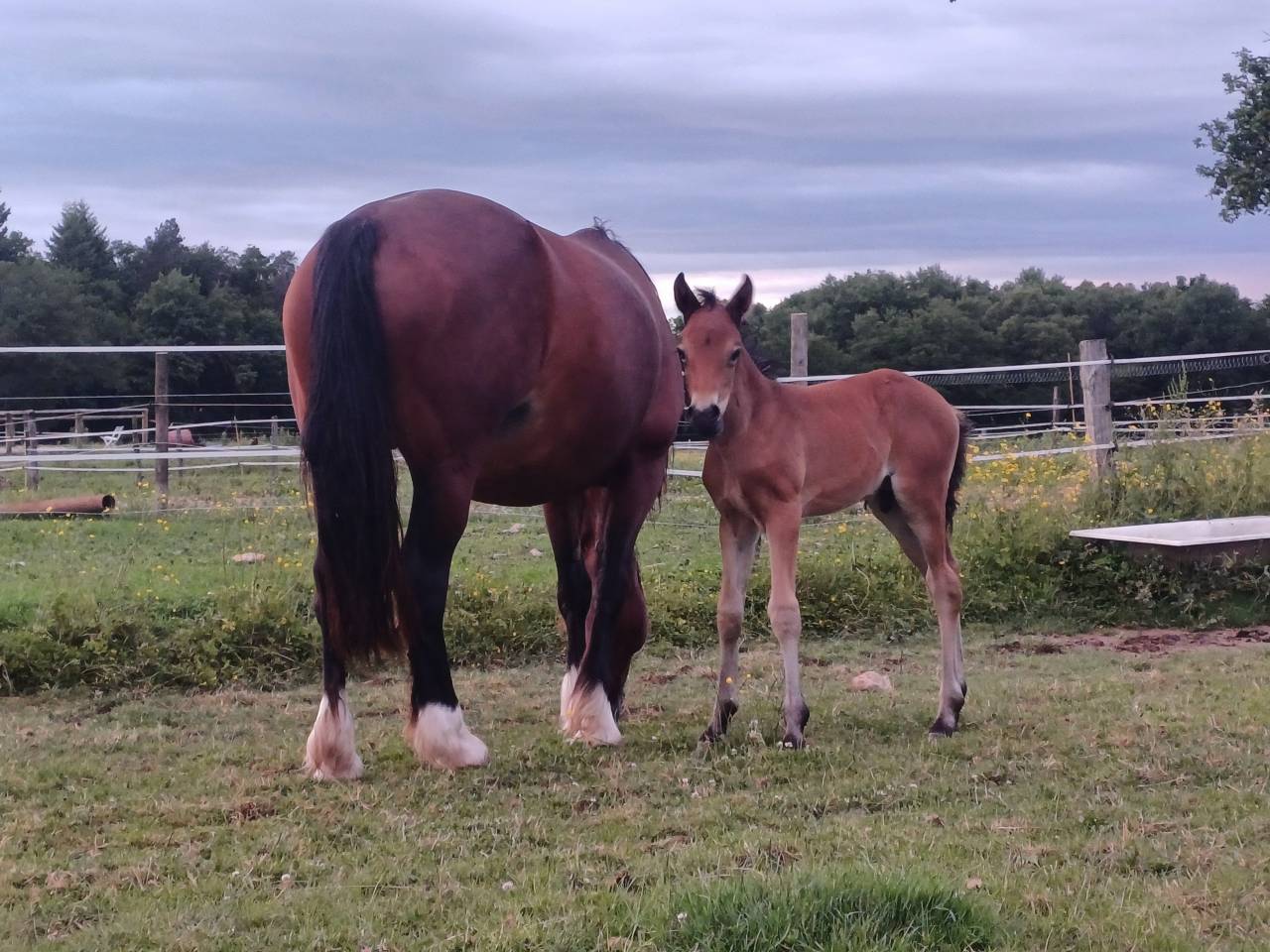 Gelding Welsh Part Bred For sale 2025 Bay