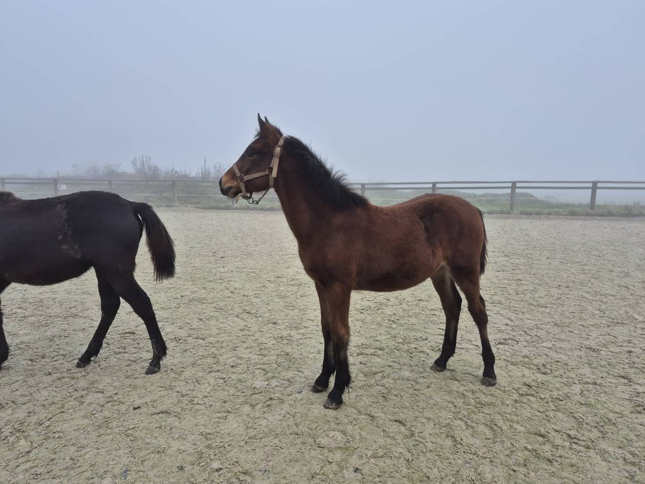 Gelding Welsh Part Bred For sale 2025 Bay
