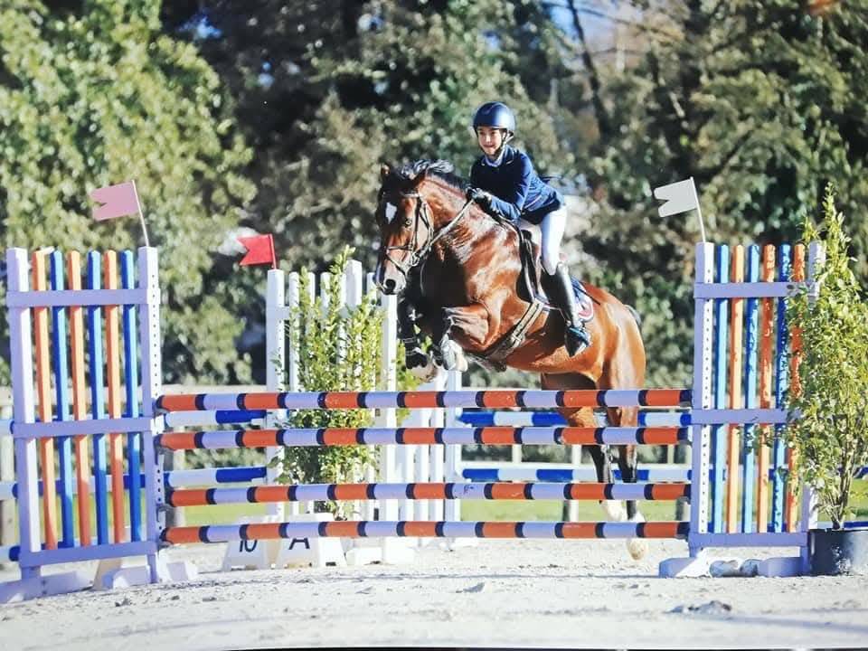 Gelding Welsh Part Bred For sale 2025 Bay