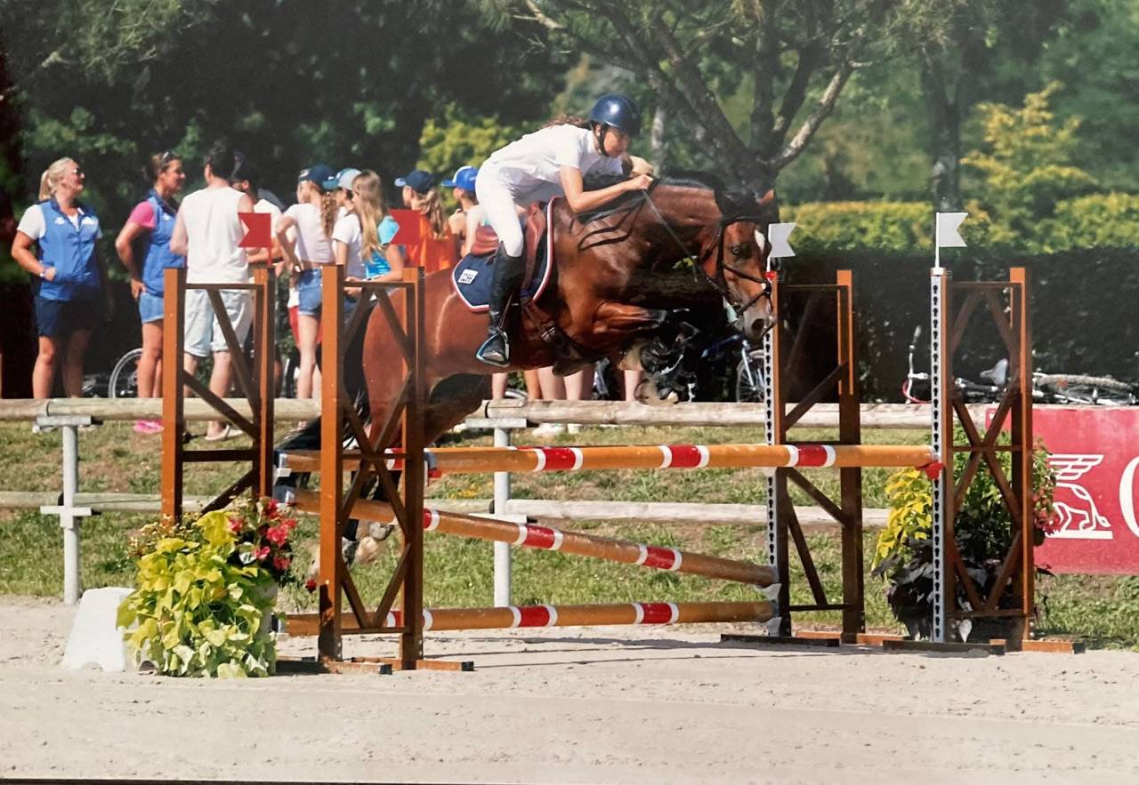 Gelding Welsh Part Bred For sale 2025 Bay