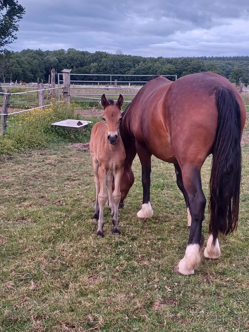Gelding Welsh Part Bred For sale 2025 Bay